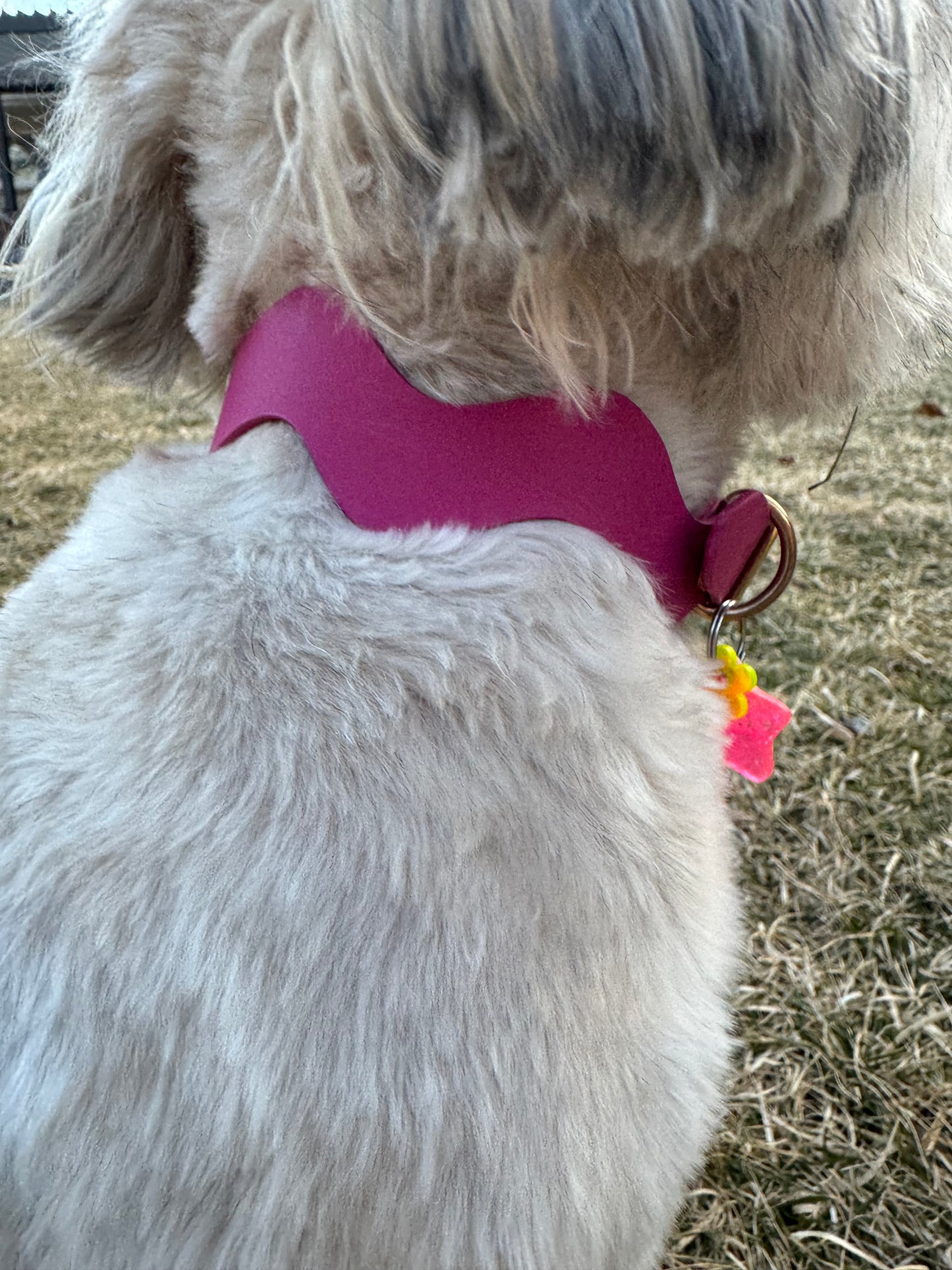 Handmade Leather Squiggle Dog Collar | Colorful Wavy Designer Dog Collar