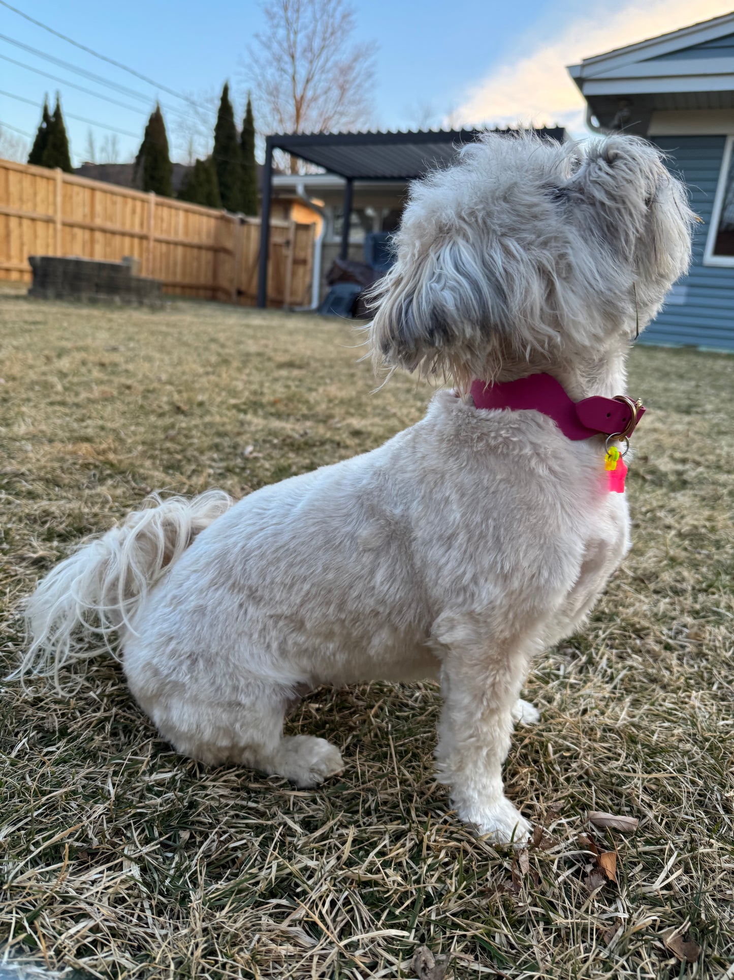 Handmade Leather Squiggle Dog Collar | Colorful Wavy Designer Dog Collar