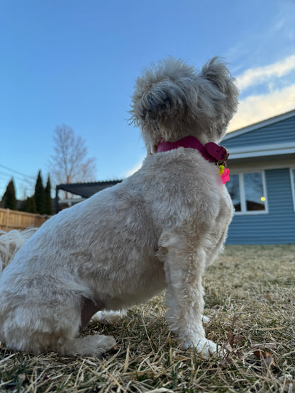 Handmade Leather Squiggle Dog Collar | Colorful Wavy Designer Dog Collar